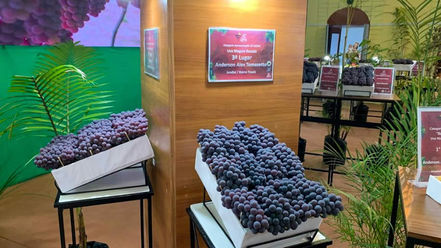 38 festa da uva de jundiai frutas premiadas